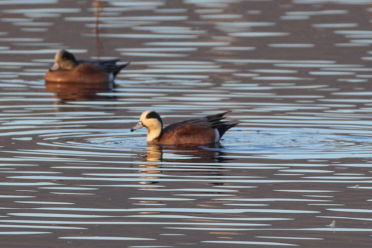 American Wigeon - ML530570381