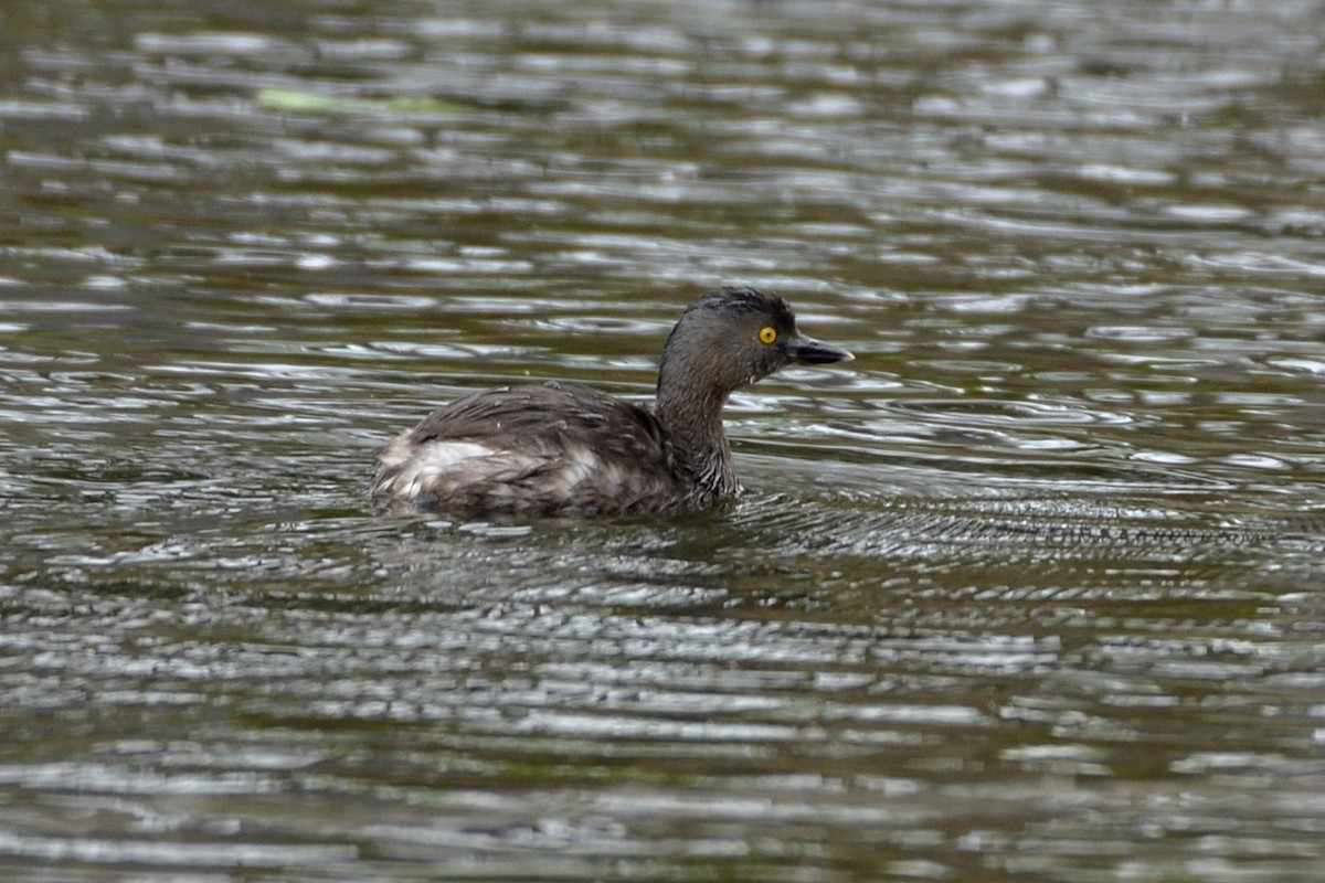 Least Grebe - ML530570411