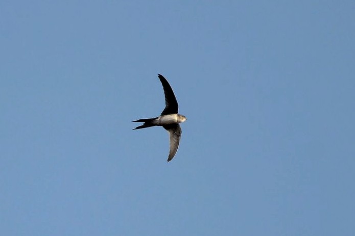 Fork-tailed Palm Swift - ML530570471