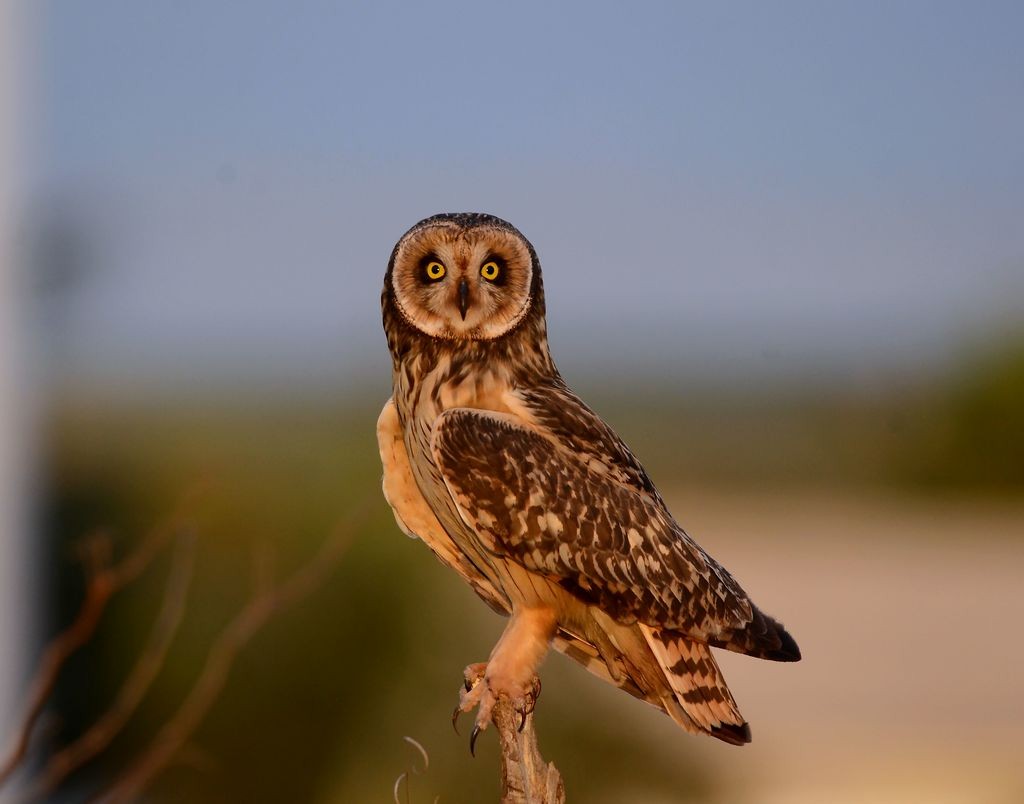 Short-eared Owl - ML530570651