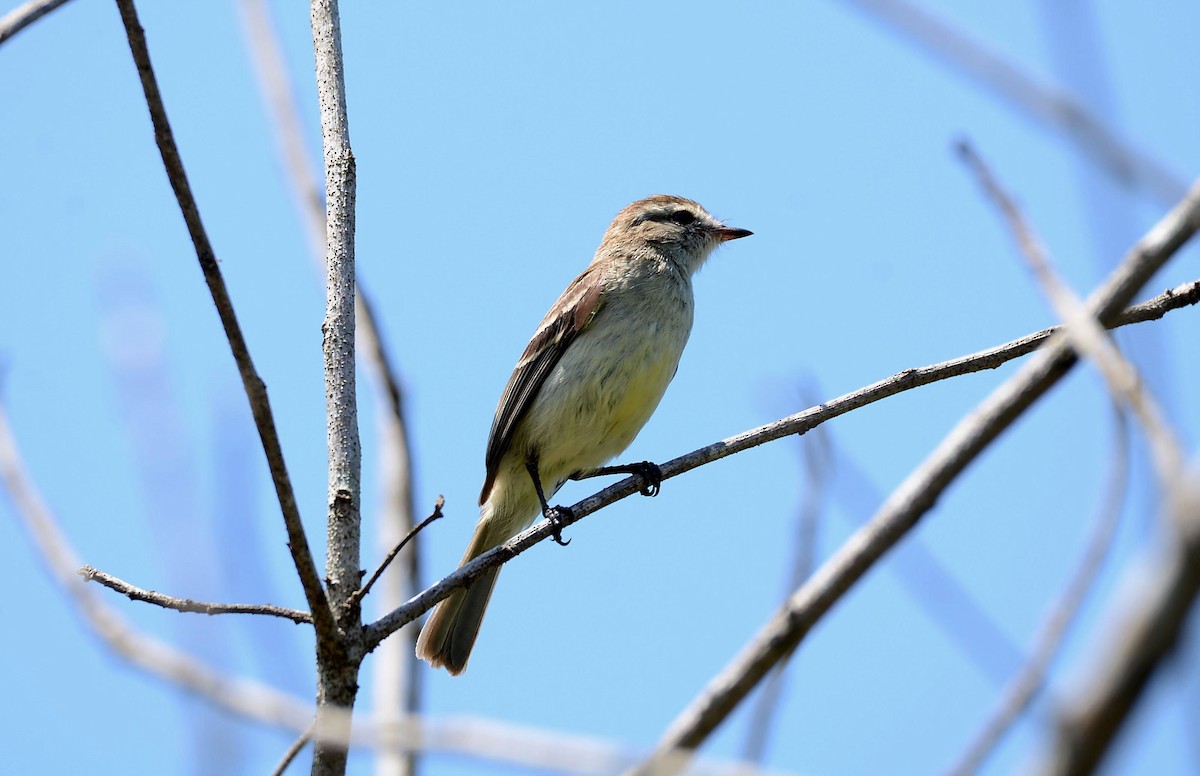 Mouse-colored Tyrannulet (Southern) - ML530570721