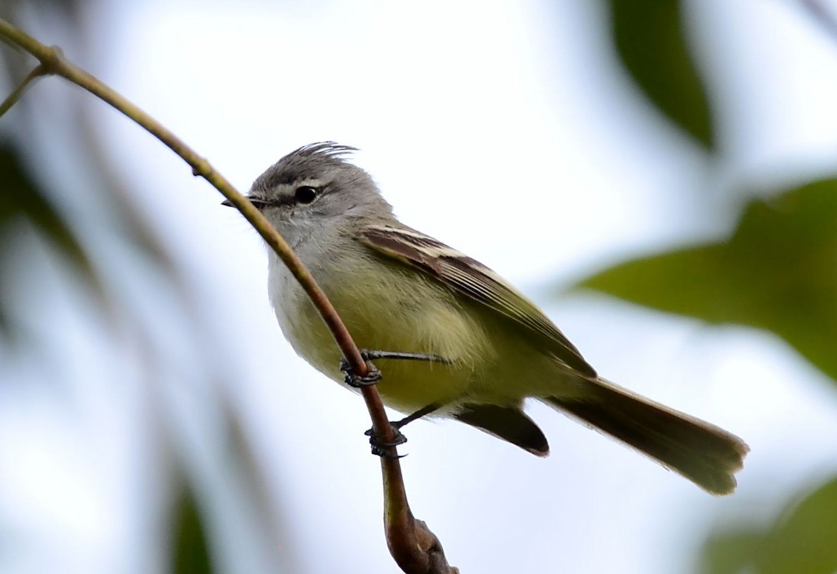 White-crested Tyrannulet - ML530570771