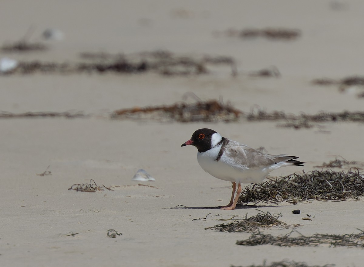 Hooded Plover - ML530570841