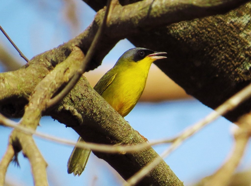 Southern Yellowthroat - ML530570921
