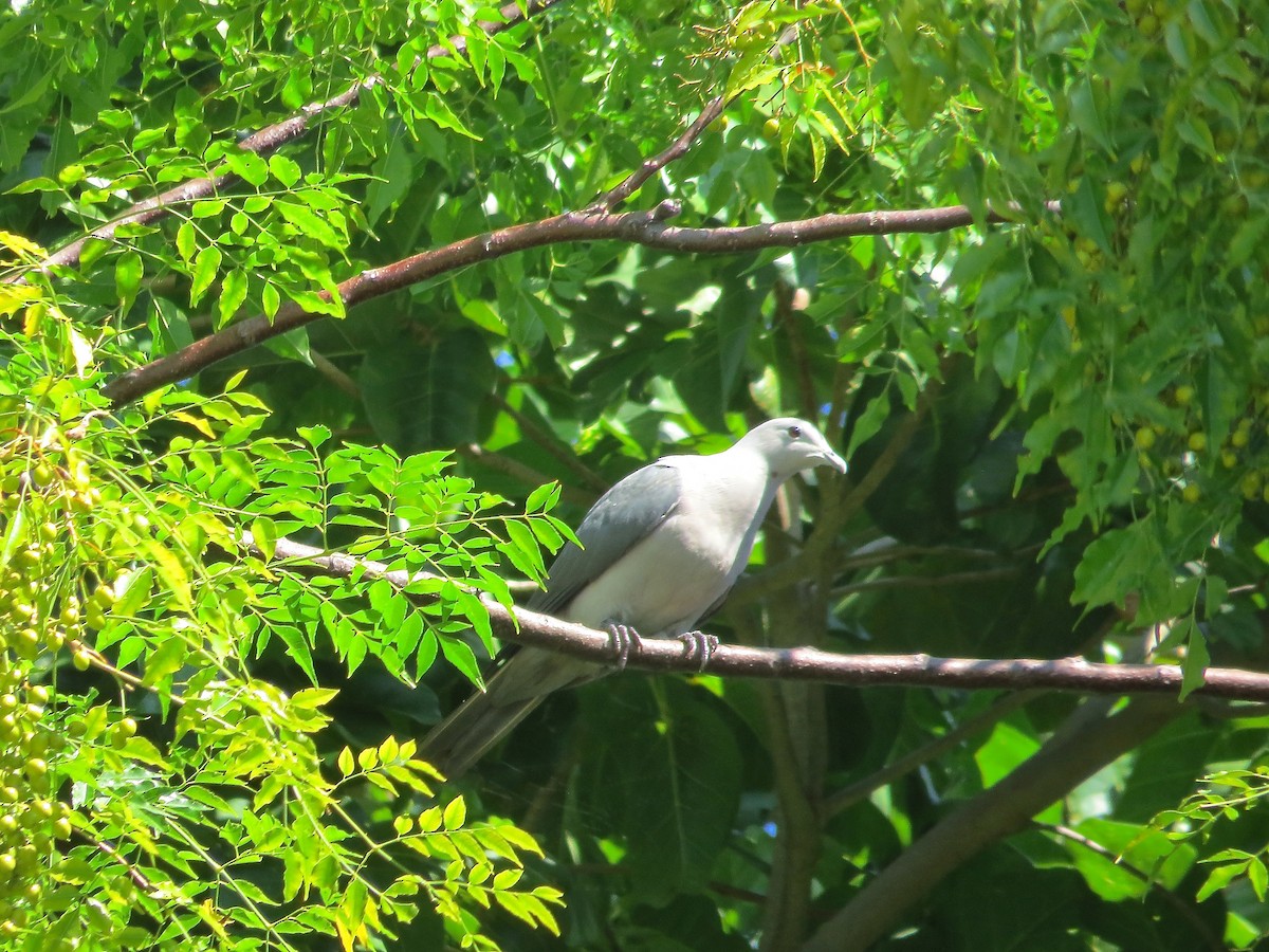 Gray Imperial-Pigeon - ML530571471