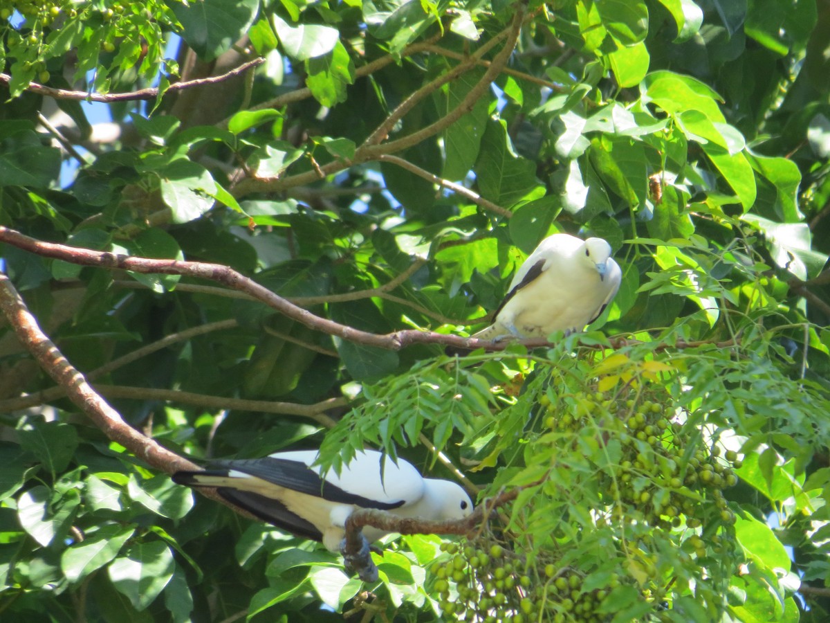 Pied Imperial-Pigeon - ML530571501