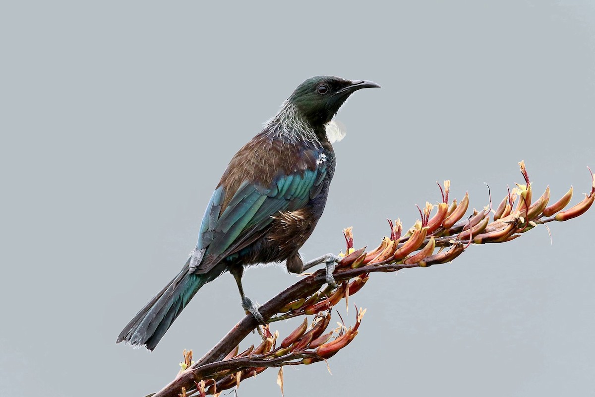 Mielero Tui - ML53057181