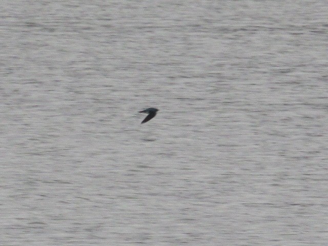 Golondrina Bicolor - ML530573871