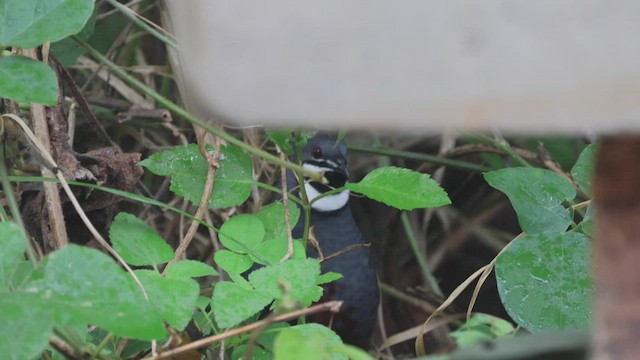 Blue-breasted Quail - ML530574711