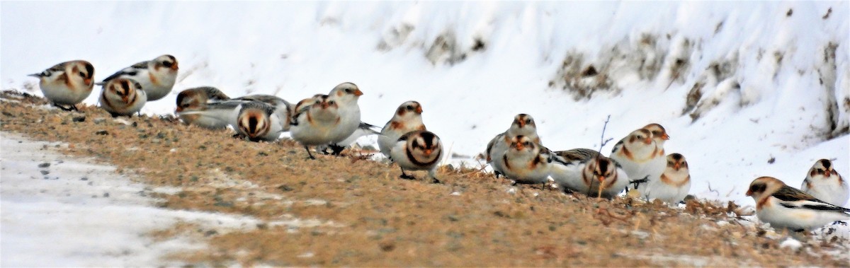 Snow Bunting - ML530574861