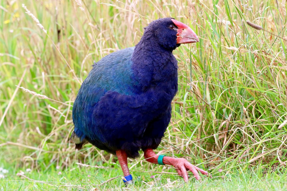 South Island Takahe - ML53057561