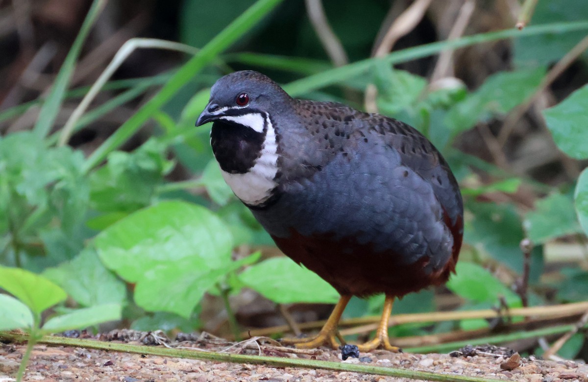 Blue-breasted Quail - ML530576901