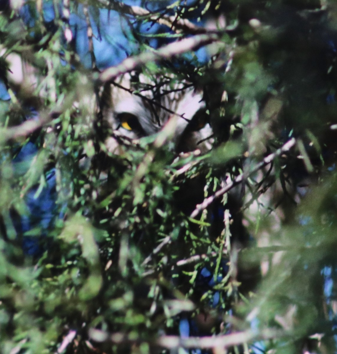 Northern Saw-whet Owl - ML53057691