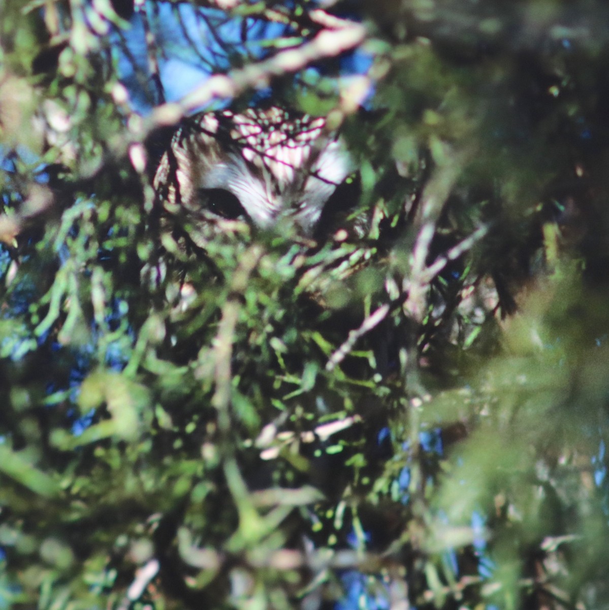 Northern Saw-whet Owl - ML53057701