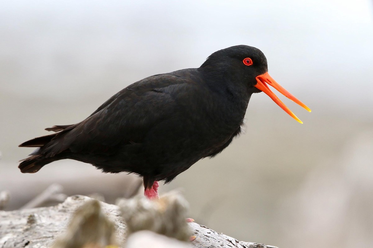 Variable Oystercatcher - ML53057711