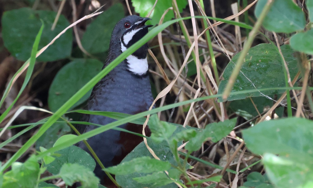 Blue-breasted Quail - Tom Tarrant