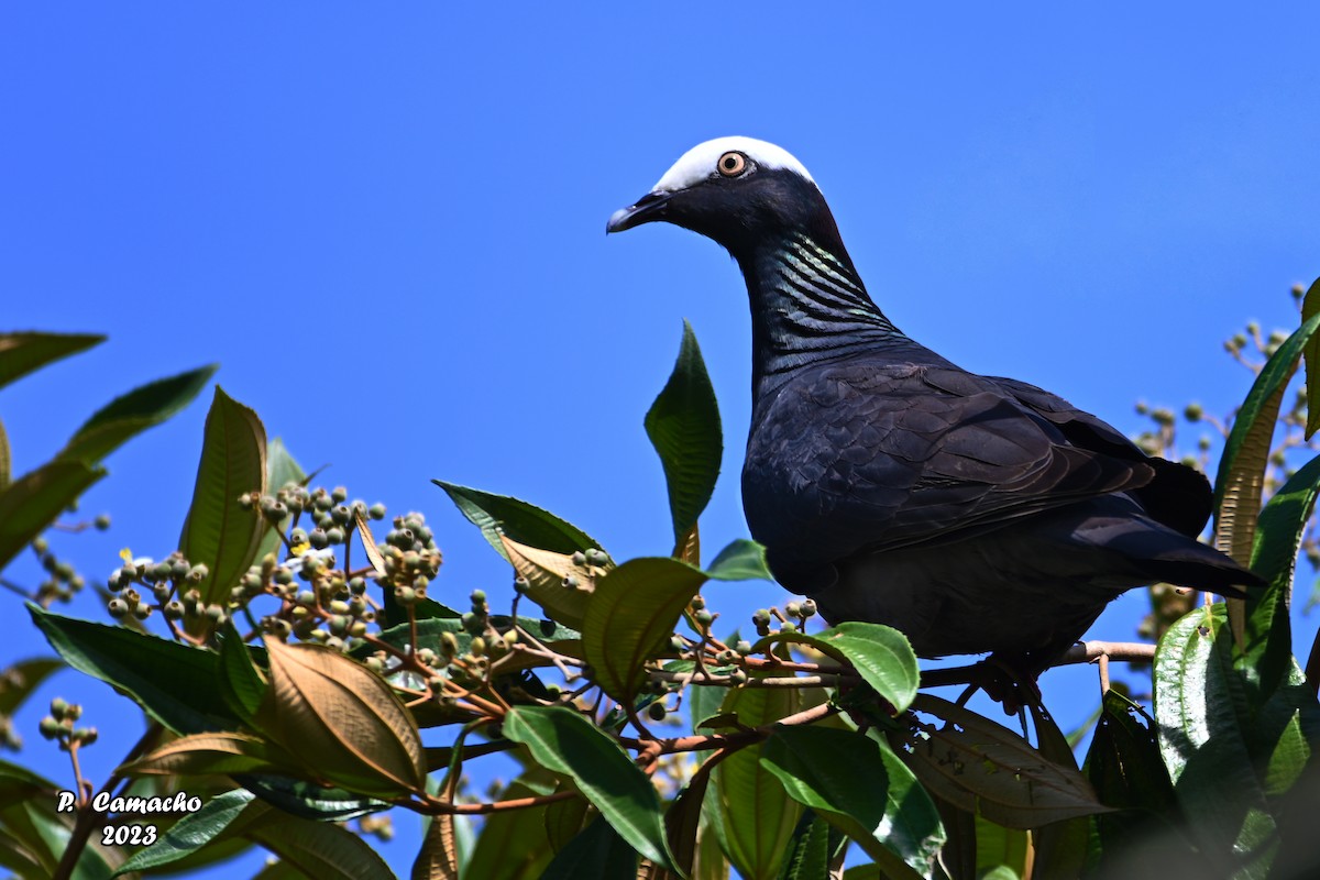 White-crowned Pigeon - ML530580881