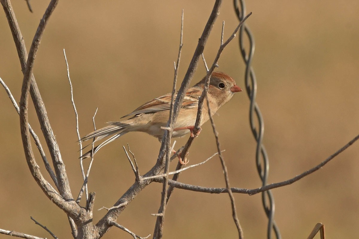Field Sparrow - ML530581731