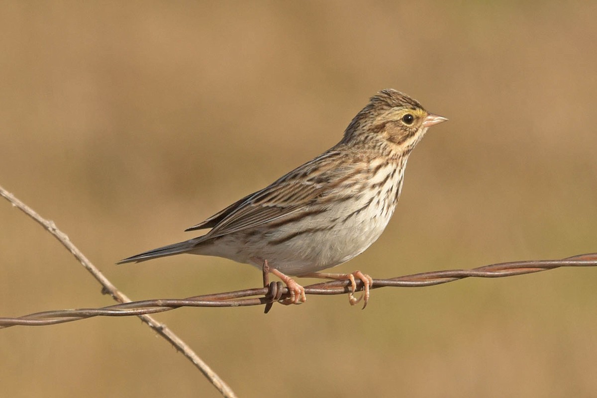 Savannah Sparrow - ML530581791