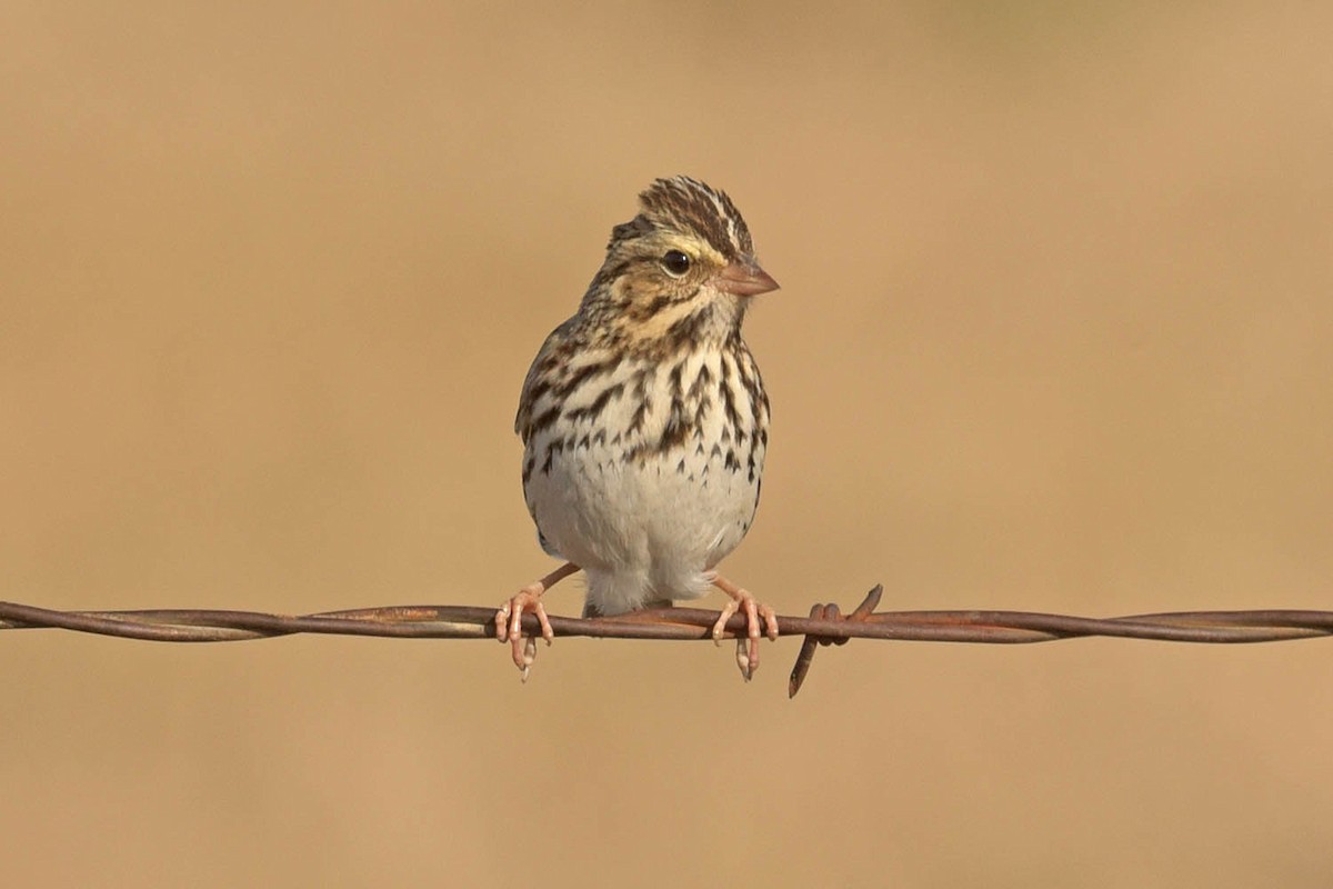 Savannah Sparrow - ML530581801