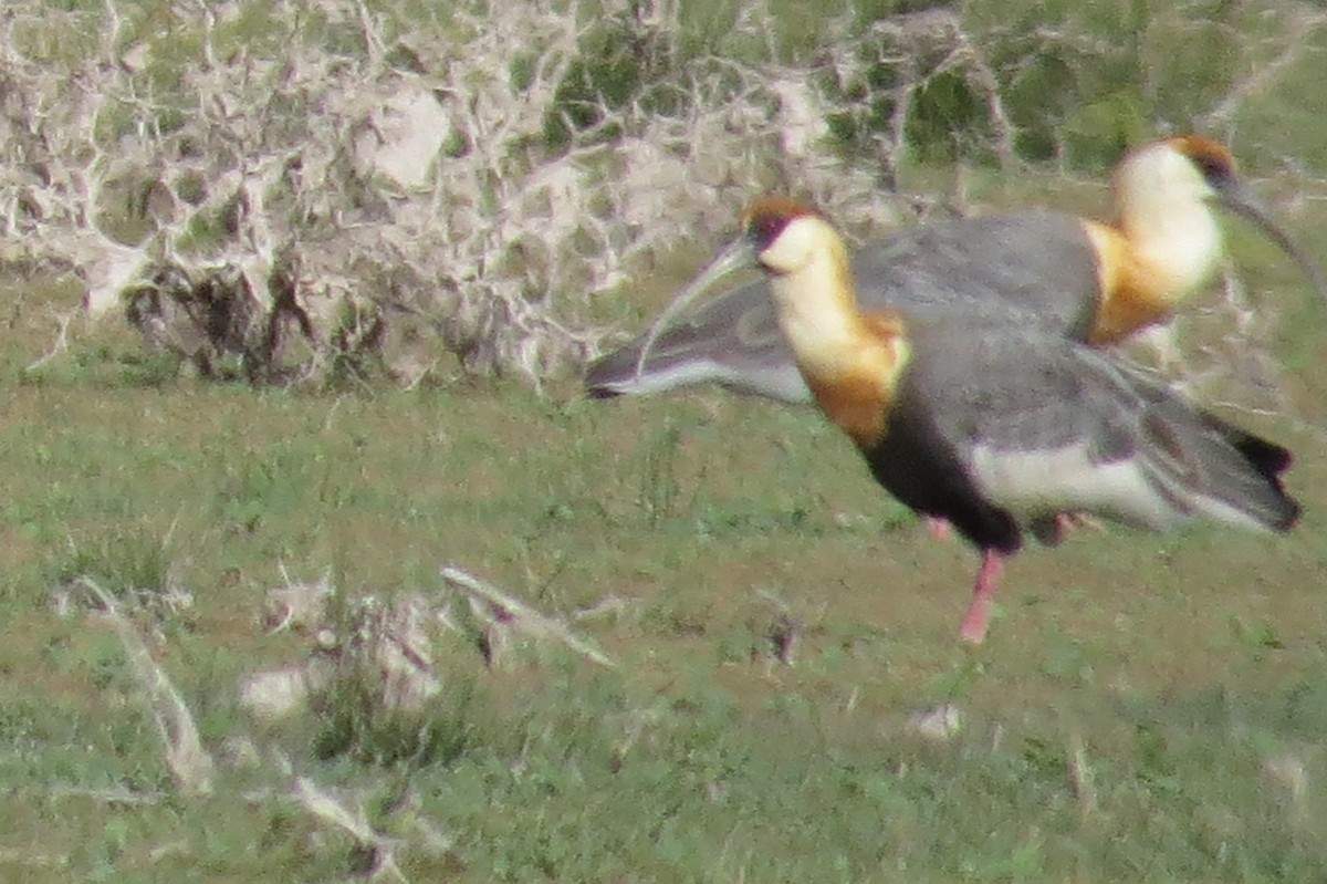 Buff-necked Ibis - Anonymous