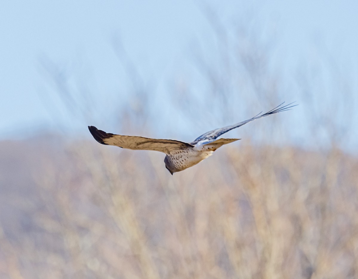 Aguilucho de Hudson - ML530582301