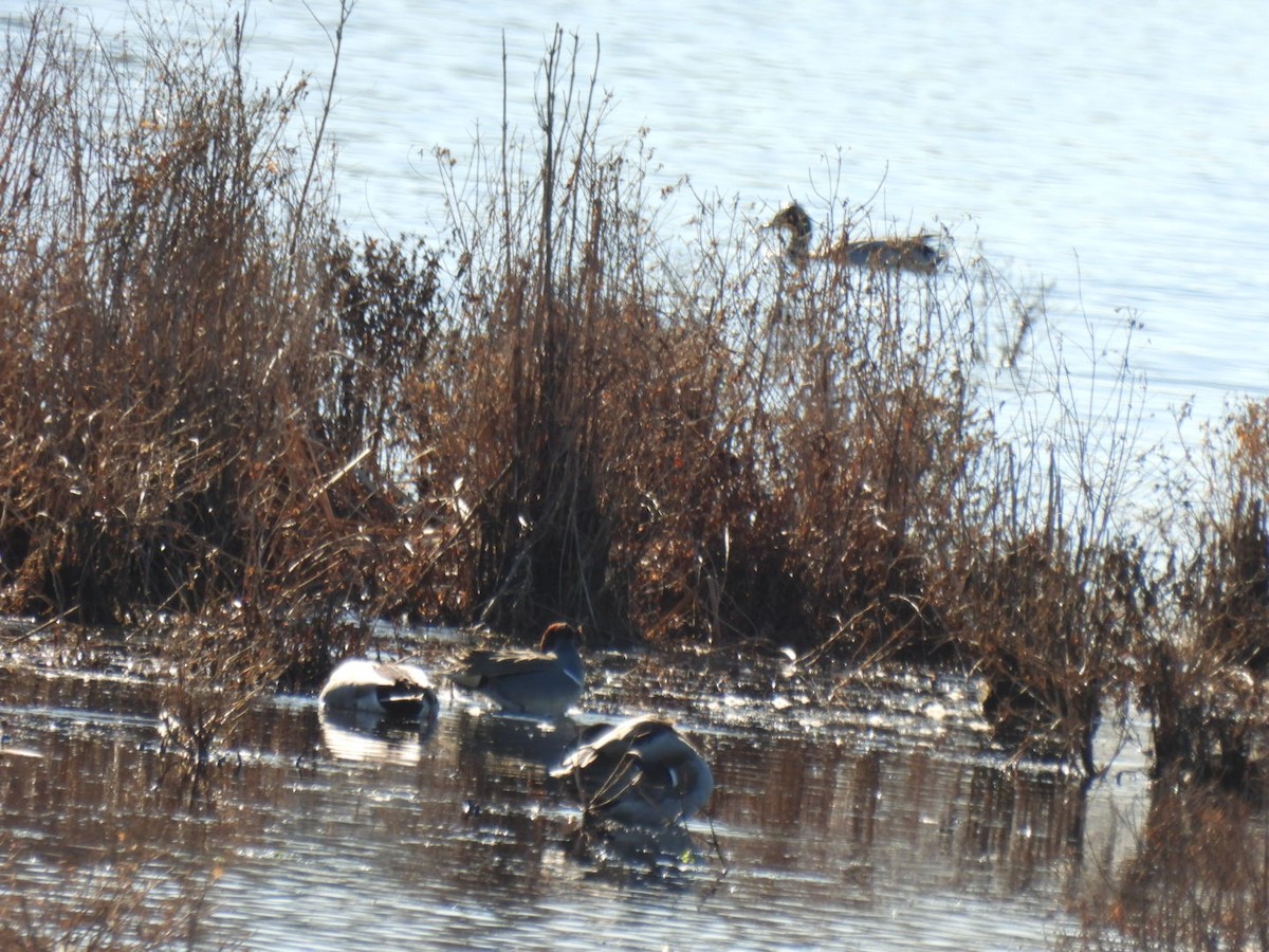 Green-winged Teal - ML530583081