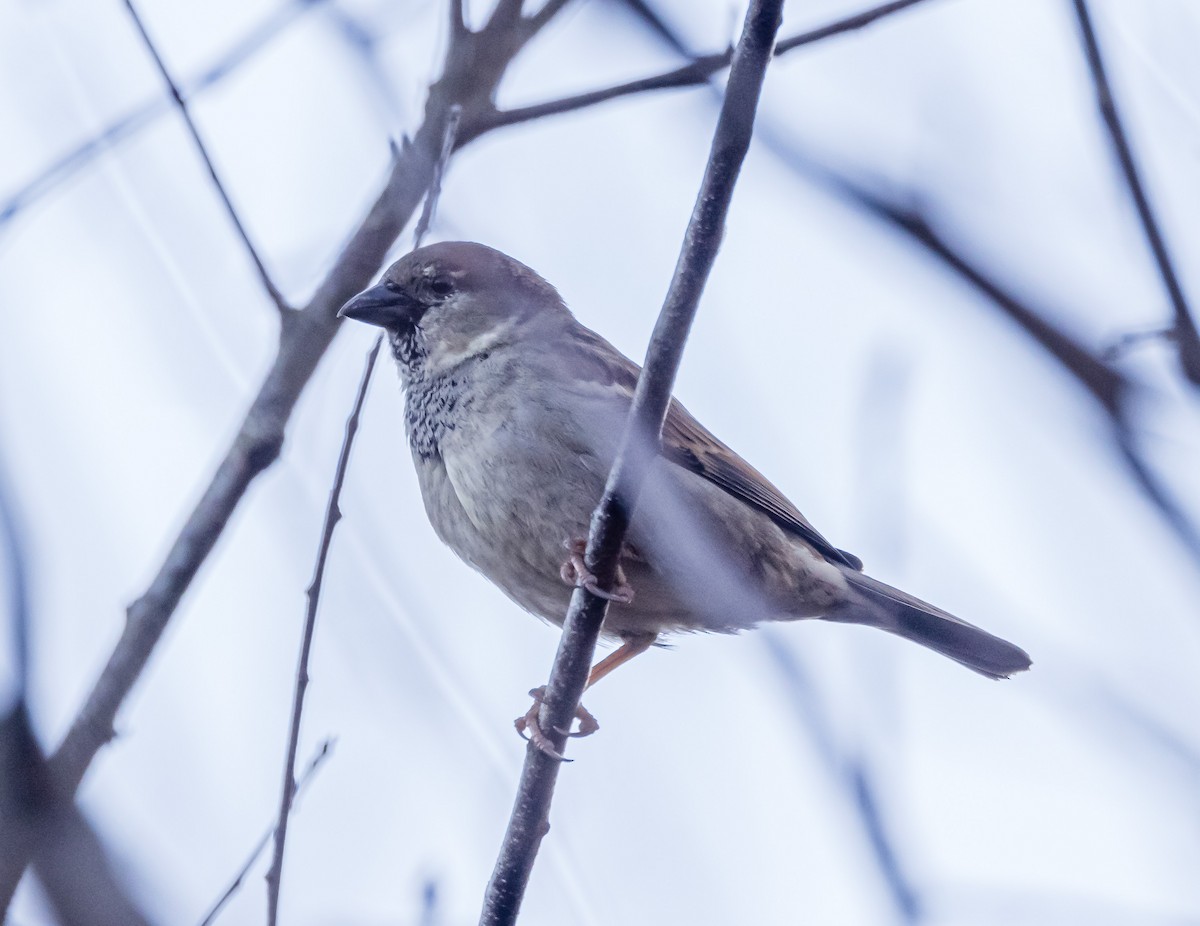 House Sparrow - ML530583451