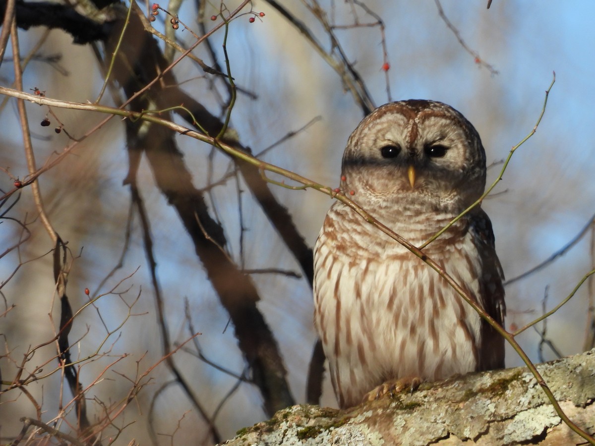 Barred Owl - ML530583581