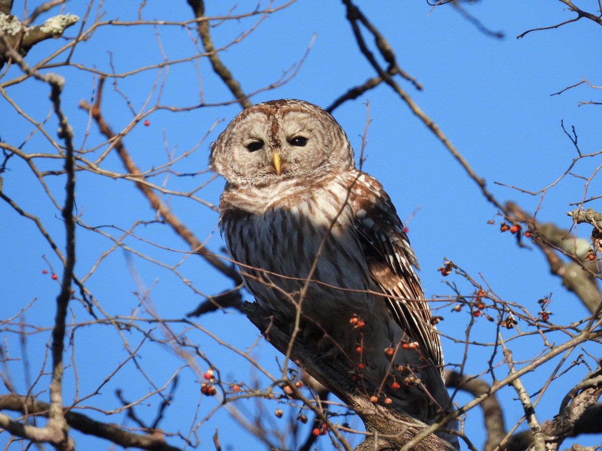 Barred Owl - ML530583591