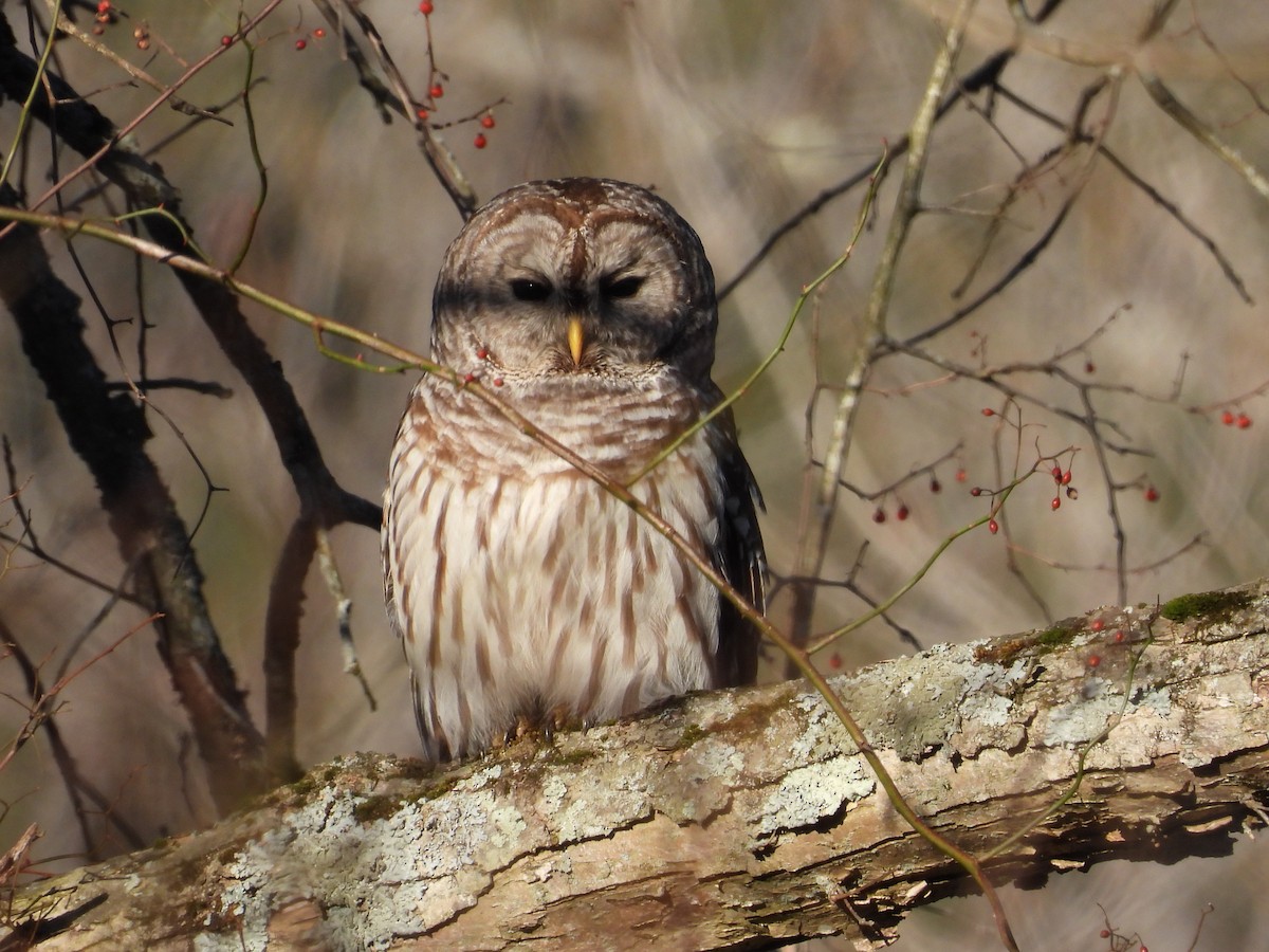 Barred Owl - ML530583631