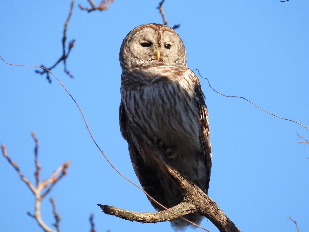 Barred Owl - ML530583641