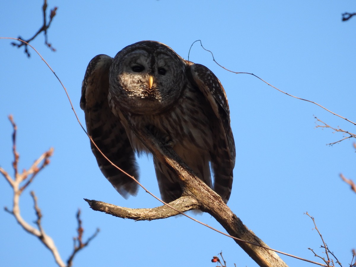 Barred Owl - ML530583651