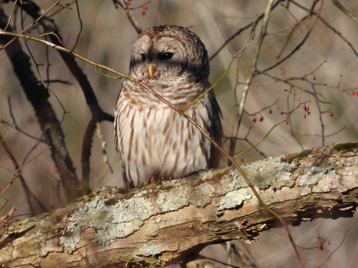 Barred Owl - ML530583661