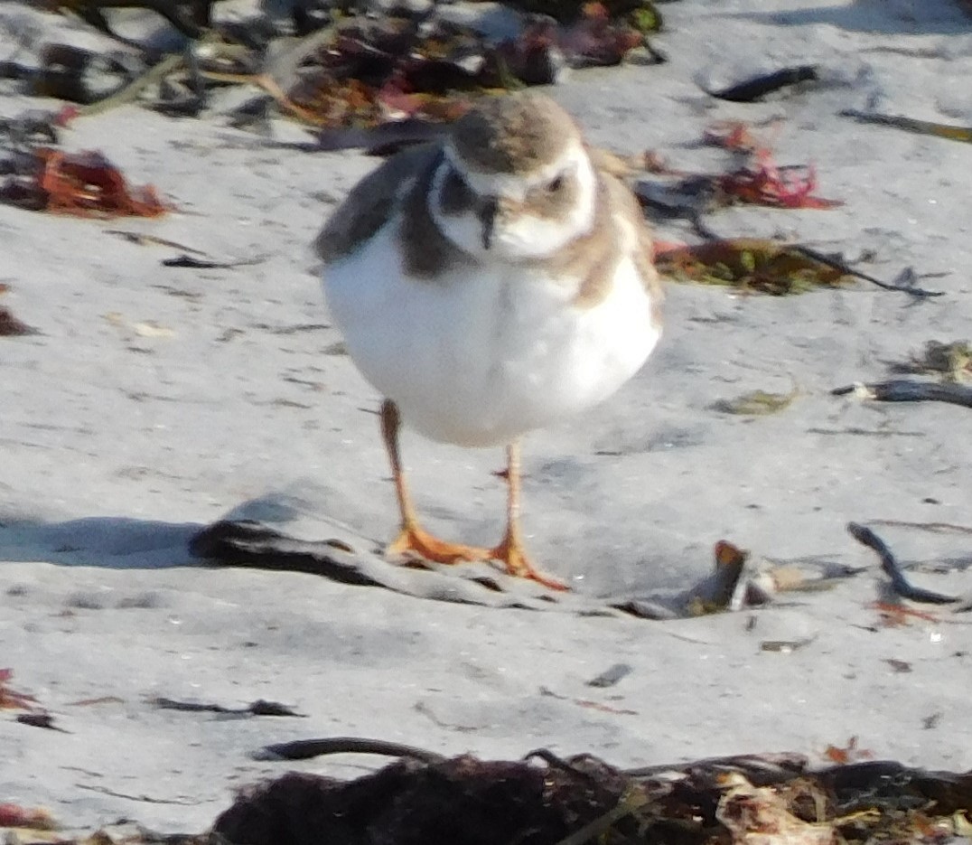 Common Ringed Plover - ML530584211