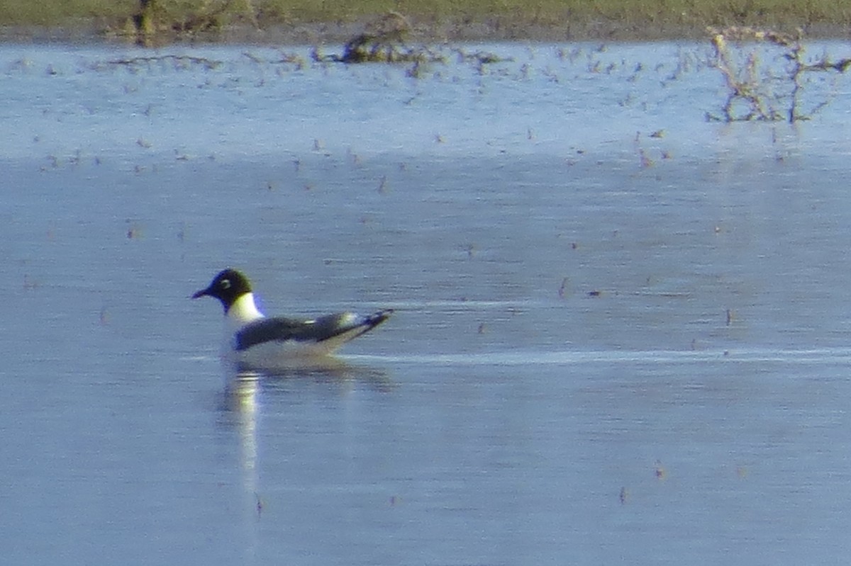 Franklin's Gull - Anonymous