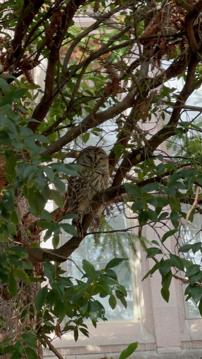 Barred Owl - ML530585241