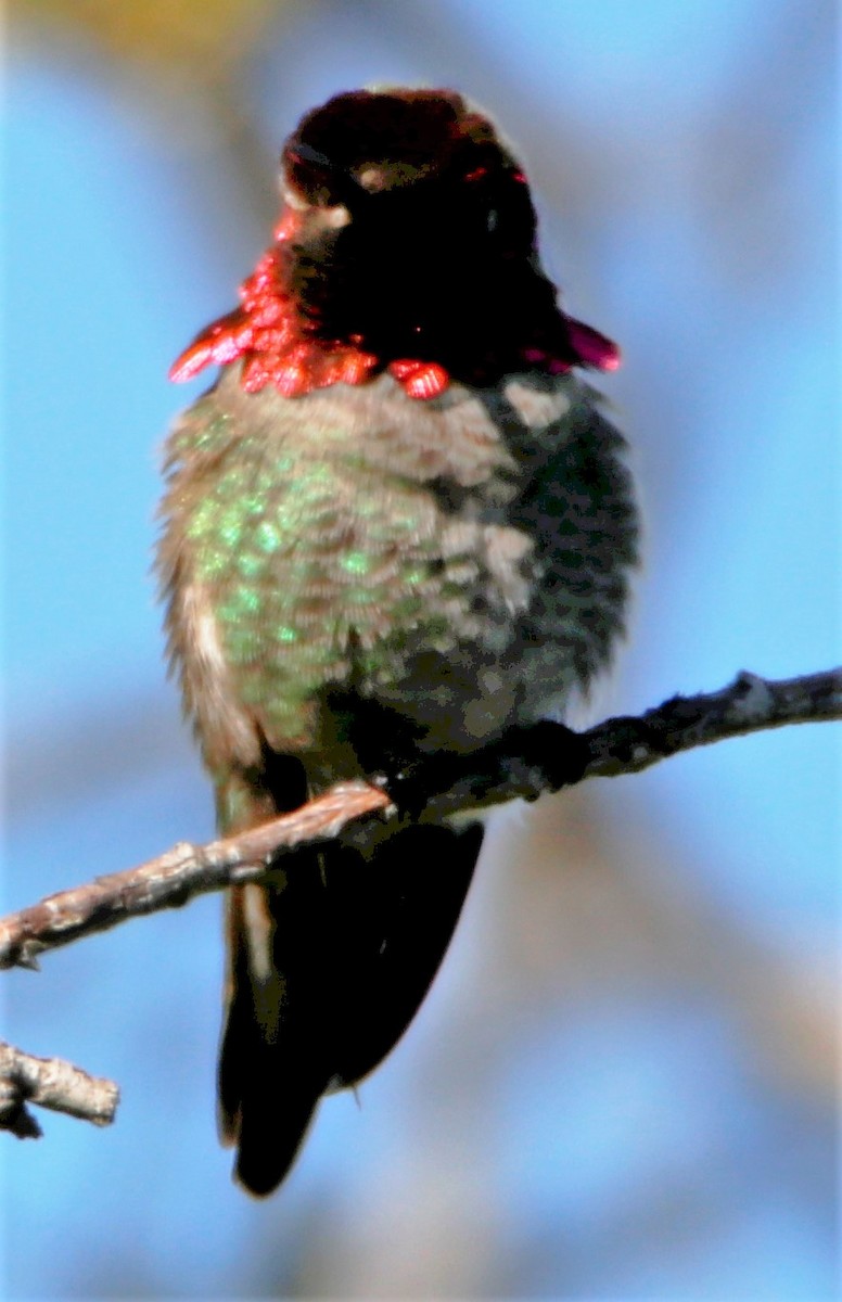 Anna's Hummingbird - ML530585651