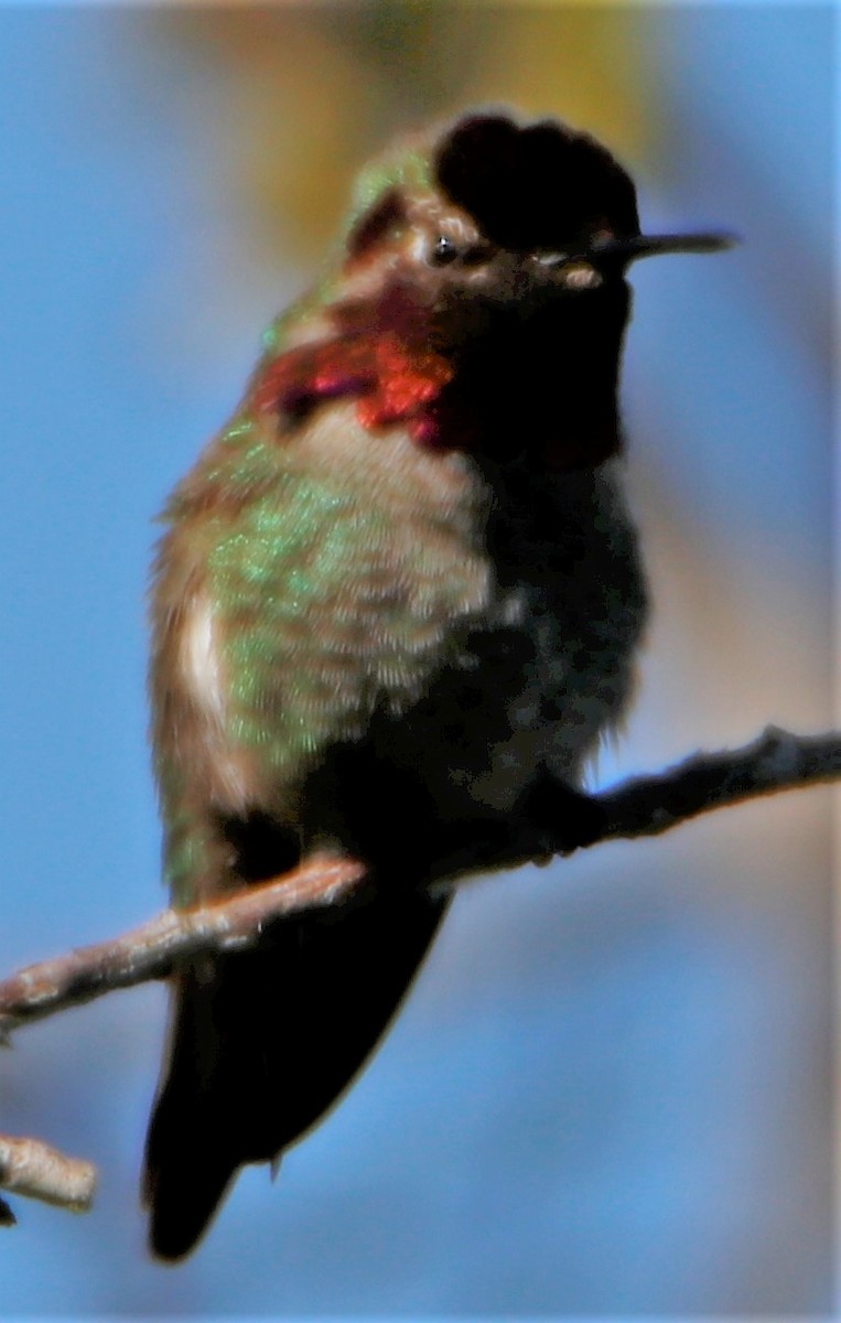 Anna's Hummingbird - ML530585741