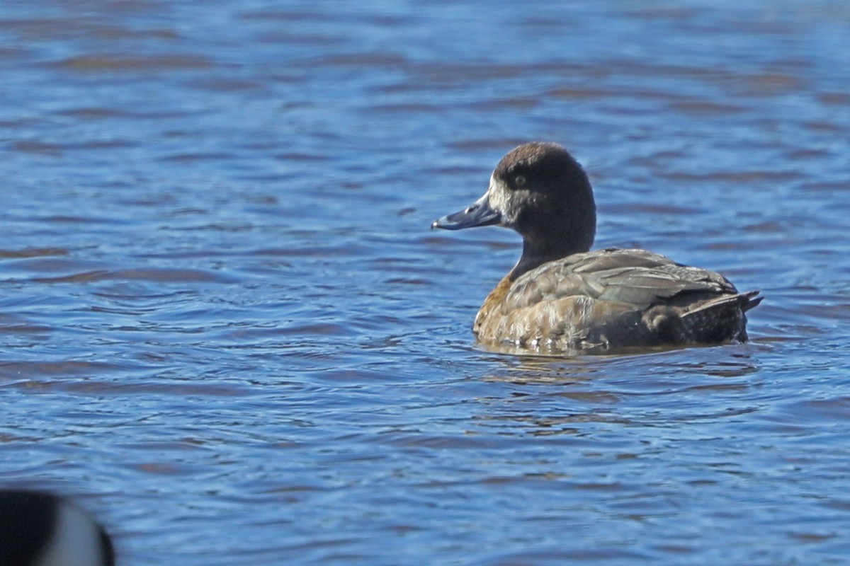 Greater/Lesser Scaup - ML530585751
