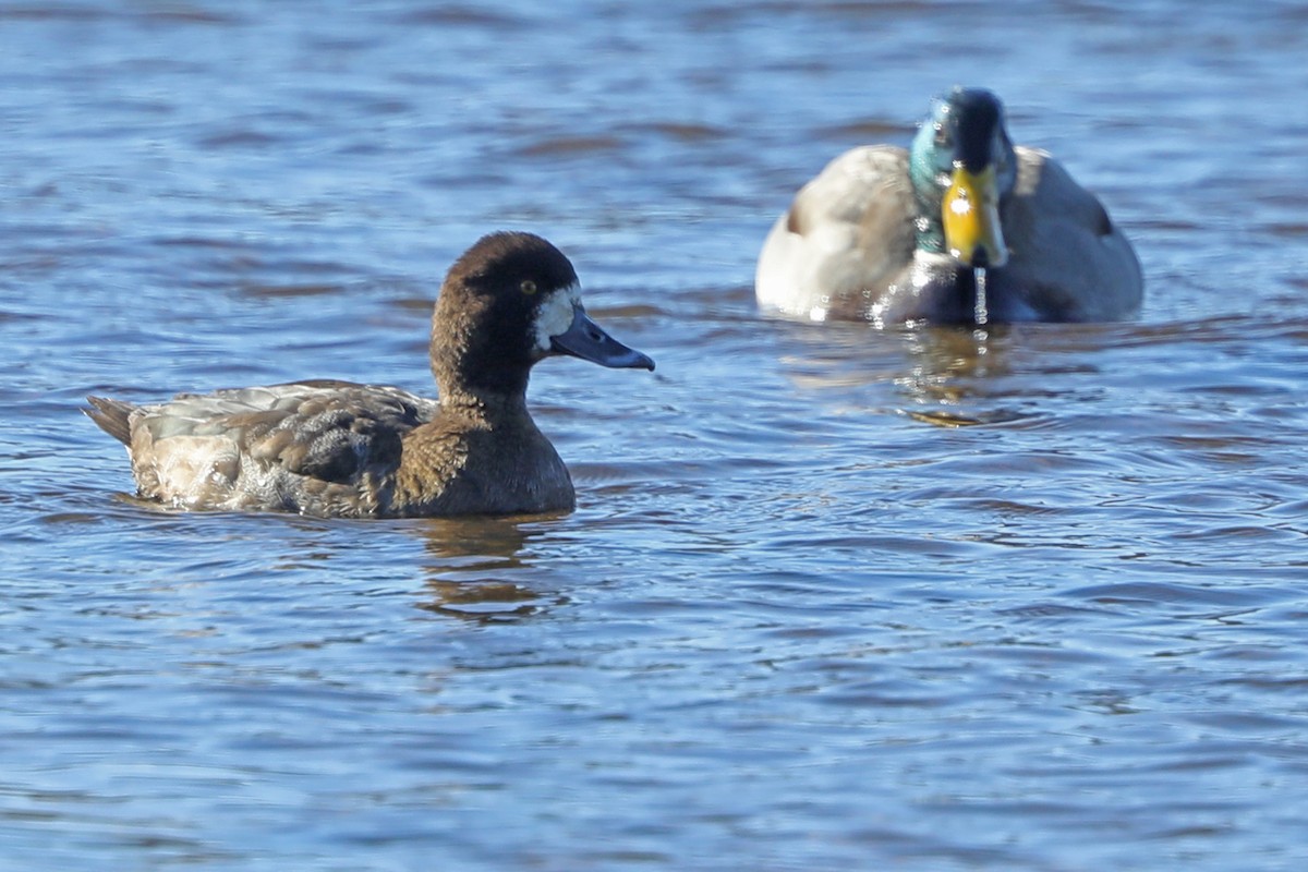 Greater/Lesser Scaup - ML530585761