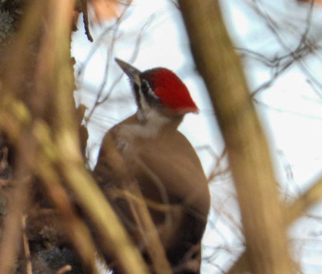 Pileated Woodpecker - ML530585891