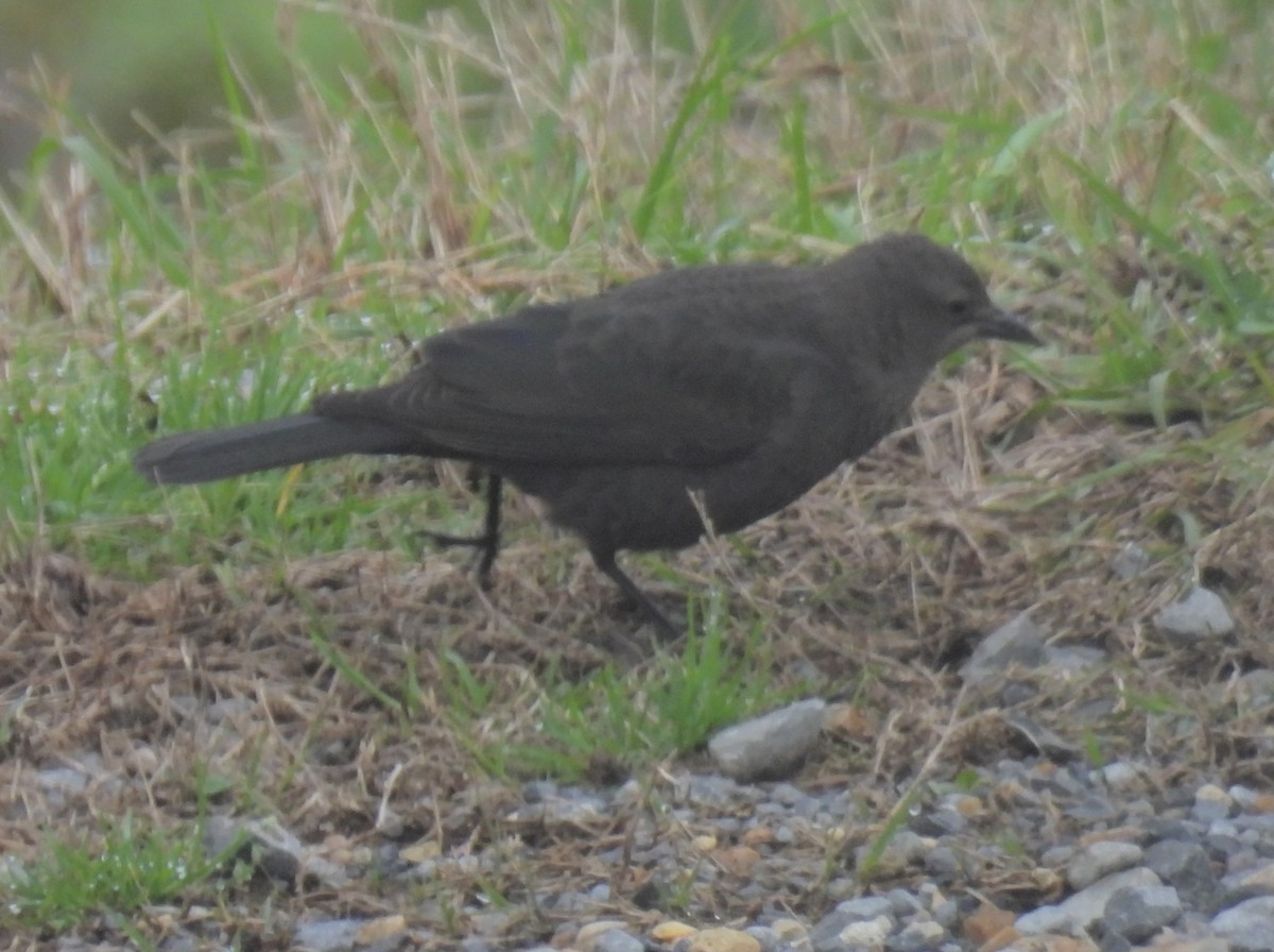 Brewer's Blackbird - Daniel Lane