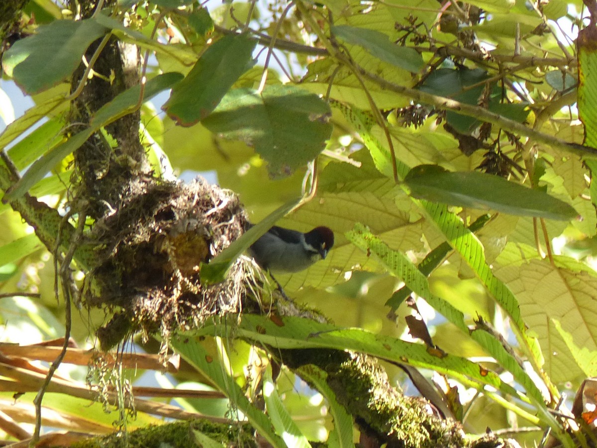 Northern Slaty Brushfinch - ML530586711