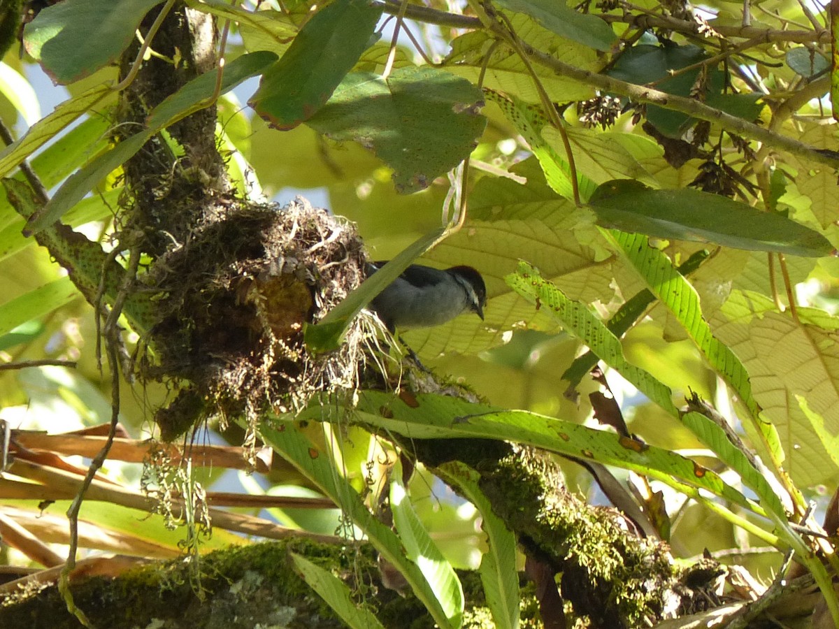 Northern Slaty Brushfinch - ML530586721