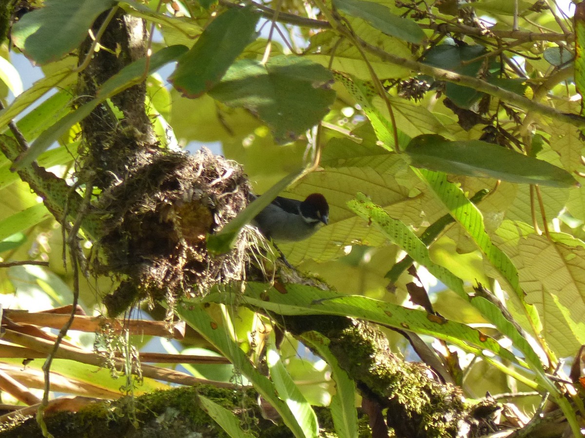 Northern Slaty Brushfinch - ML530586731