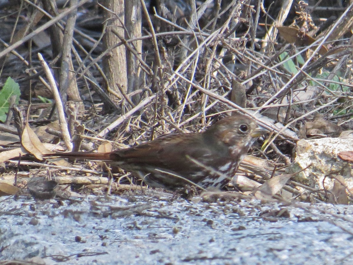 Fox Sparrow - ML530586931