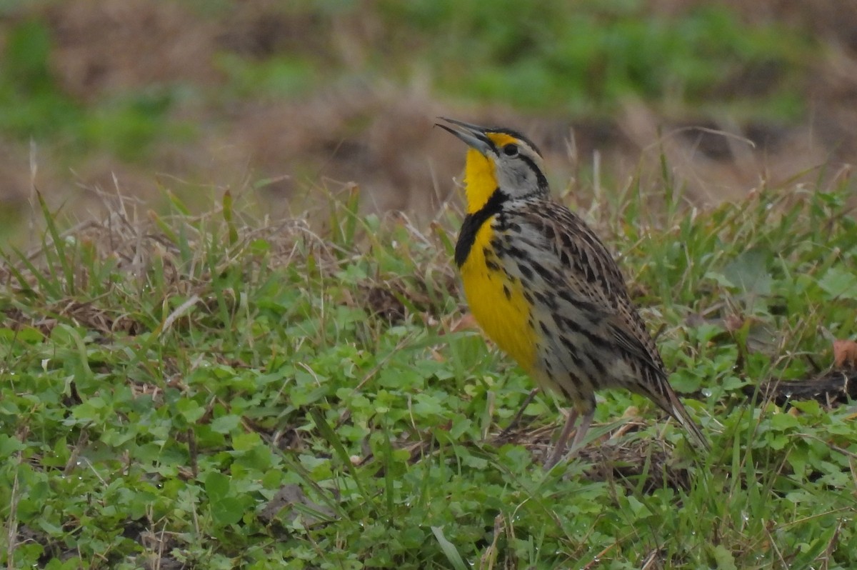 Eastern Meadowlark - Daniel Lane