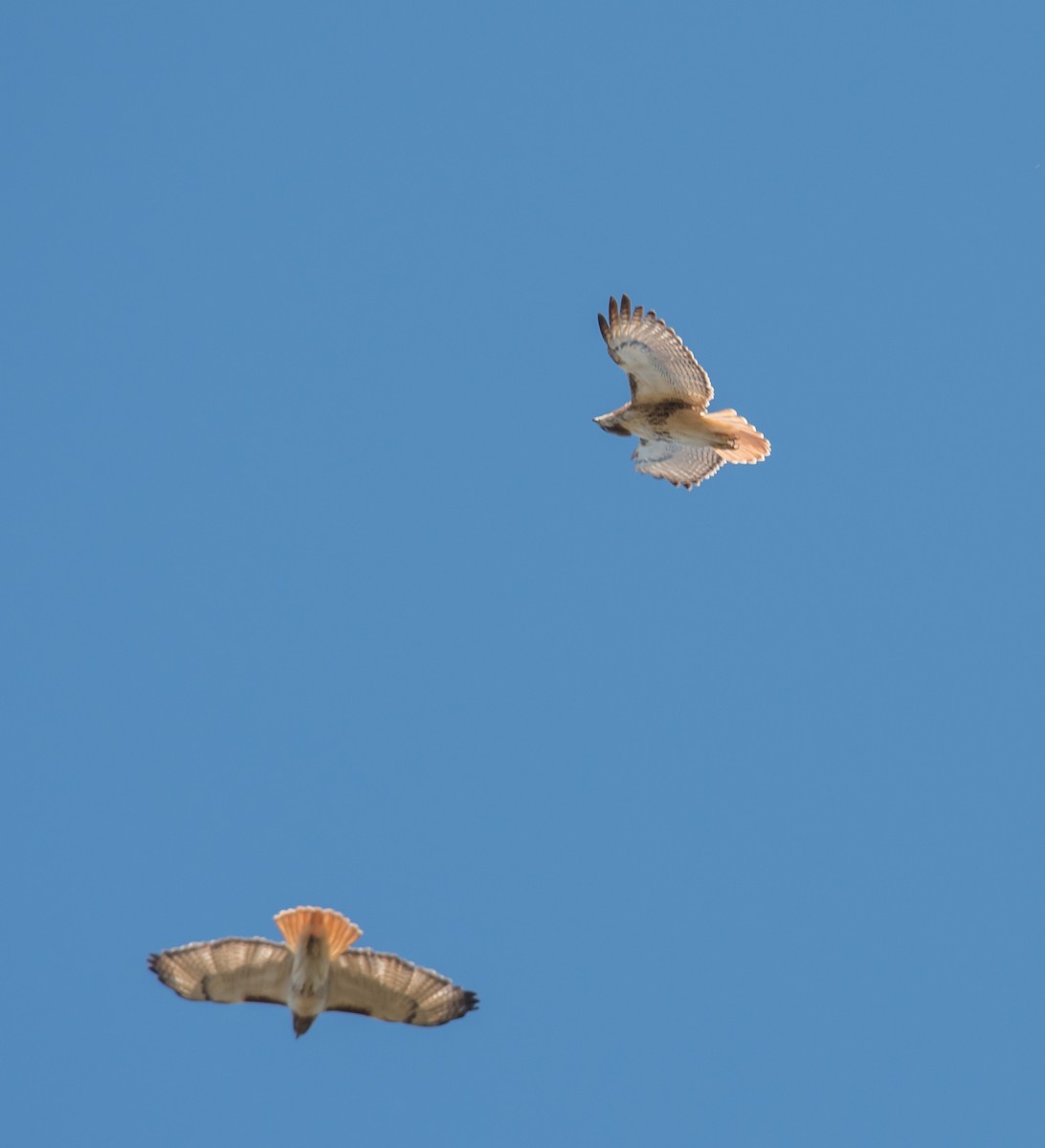 Red-tailed Hawk - ML53058911