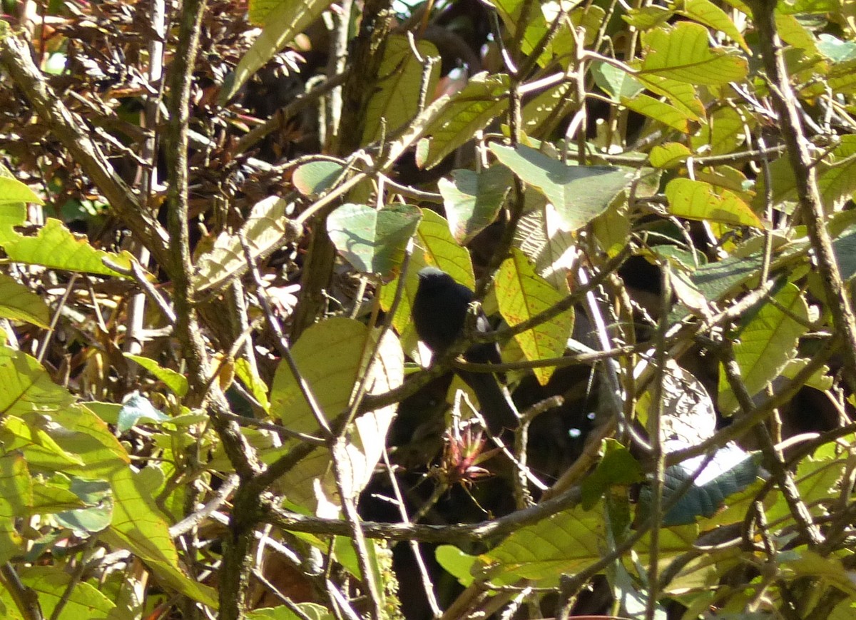 Capped Conebill - ML530590571